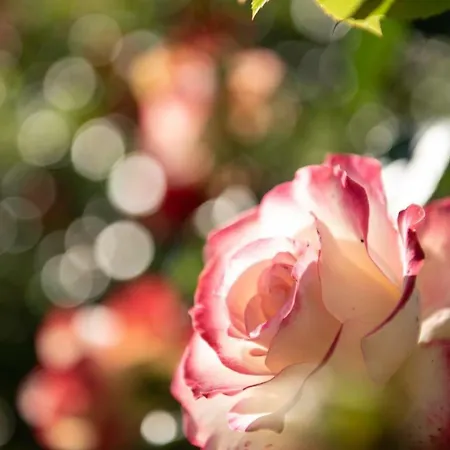 Villa Casale Ugolini